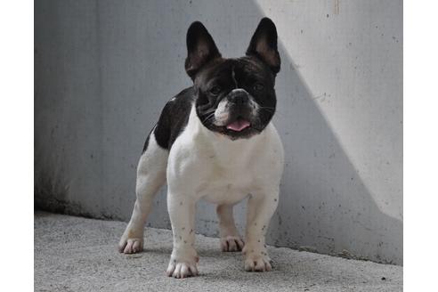 販売中のフレンチブルドッグの親犬