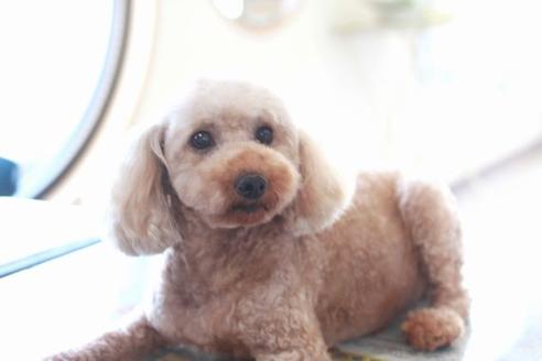 販売中のトイプードルの親犬