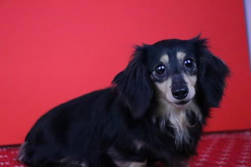 販売中のカニンヘンダックスフンド(ロングヘアード)の親犬