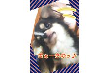 犬の写真4枚目