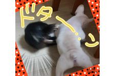 犬の写真10枚目