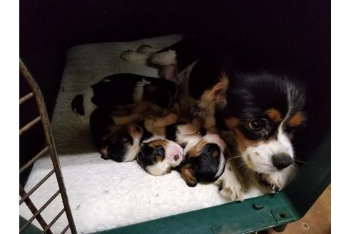 販売中のキャバリアキングチャールズスパニエルの親犬