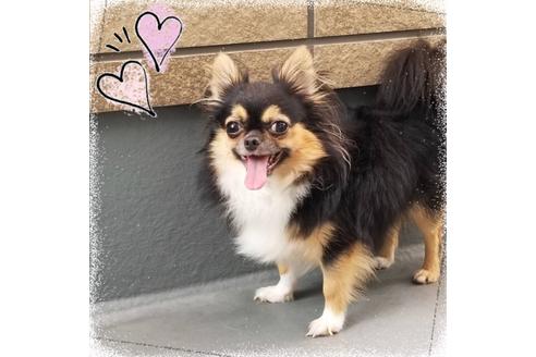 販売中のチワワ(ロングコート)の親犬