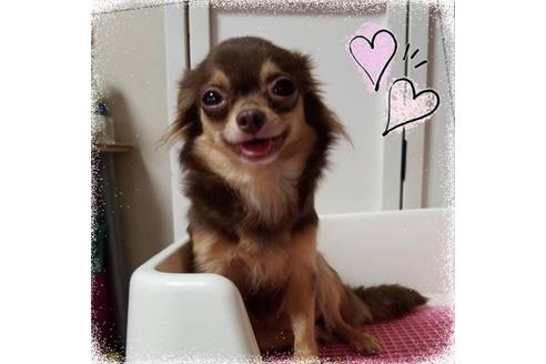販売中のチワワ(ロングコート)の親犬
