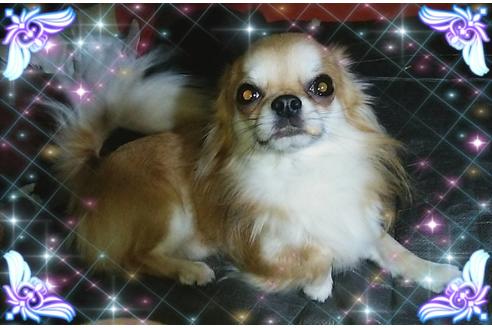販売中のチワワ(ロングコート)の親犬