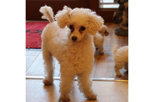 販売中のトイプードルの親犬