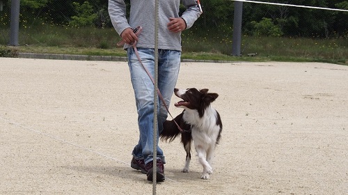 島田ブリーダー