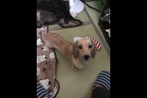 販売中のカニンヘンダックスフンド(ロングヘアード)の親犬