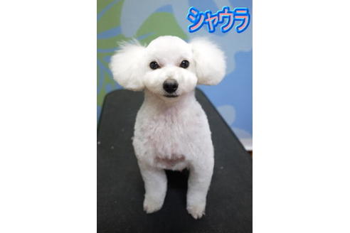 販売中のタイニープードルの親犬