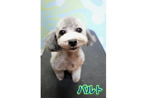 販売中のトイプードルの親犬