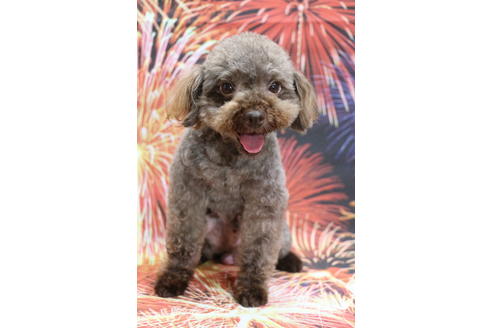 販売中のトイプードルの親犬