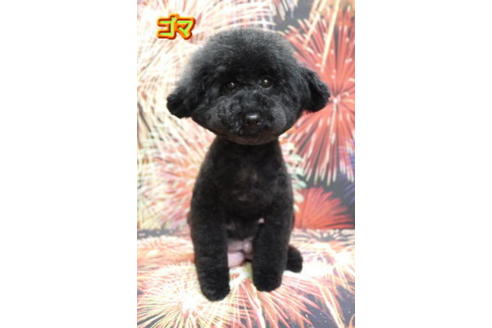 販売中のトイプードルの親犬