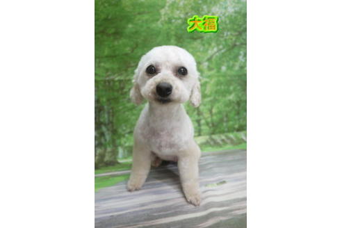 販売中のトイプードルの親犬