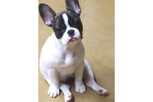 販売中のフレンチブルドッグの親犬