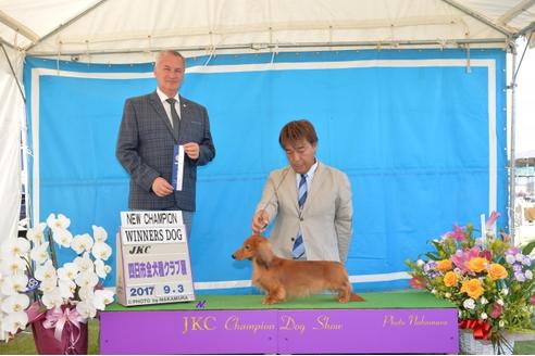 販売中のミニチュアダックスフンド(ロングヘアード)の親犬