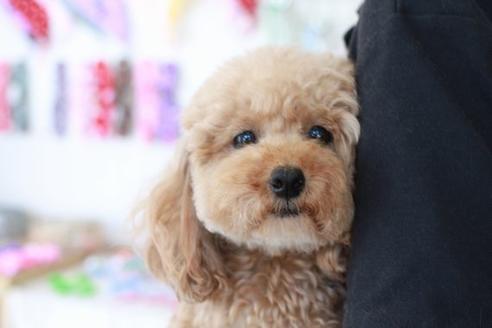 販売中のトイプードルの親犬