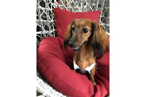 販売中のカニンヘンダックスフンド(ロングヘアード)の親犬