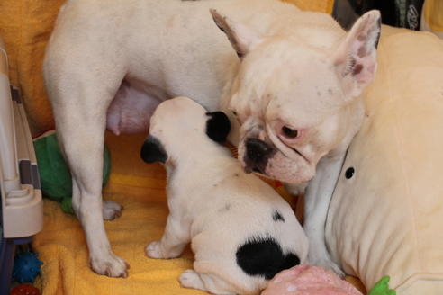 販売中のフレンチブルドッグの親犬