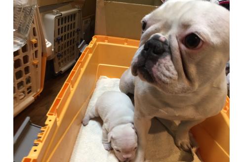 販売中のフレンチブルドッグの親犬