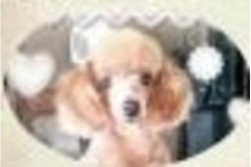 販売中のトイプードルの親犬