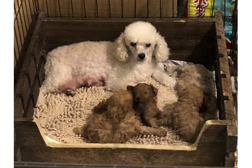 販売中のトイプードルの親犬
