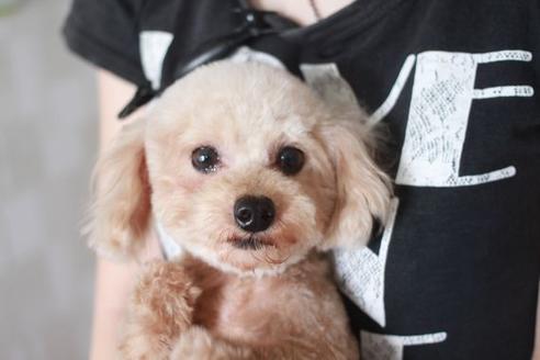 販売中のトイプードルの親犬