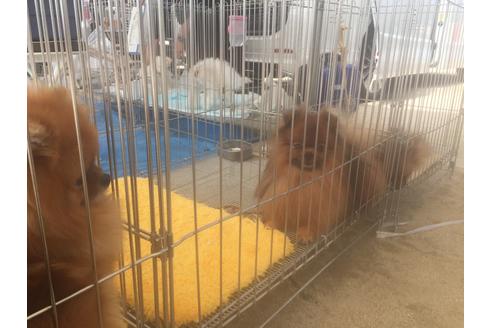 販売中のポメラニアンの親犬