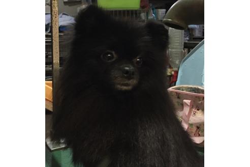 販売中のポメラニアンの親犬