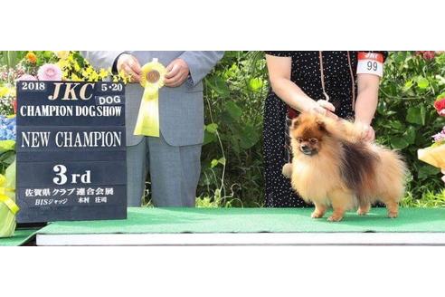 販売中のポメラニアンの親犬