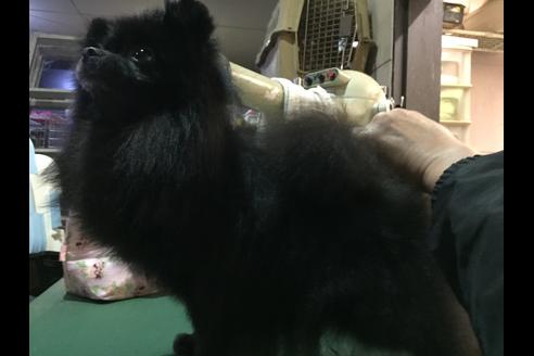 販売中のポメラニアンの親犬