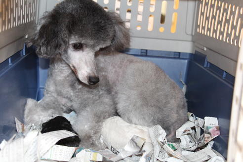 販売中のトイプードルの親犬