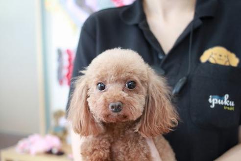 販売中のトイプードルの親犬