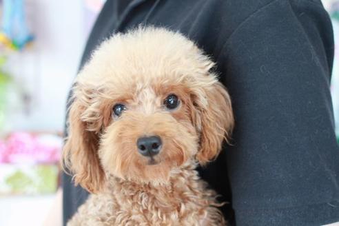 販売中のトイプードルの親犬