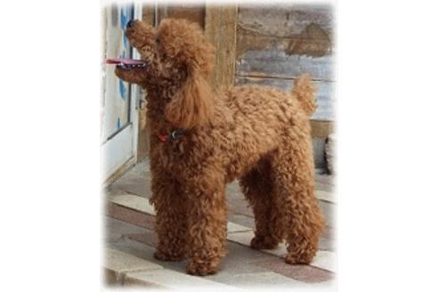 販売中のトイプードルの親犬