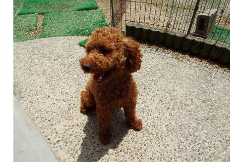 販売中のトイプードルの親犬