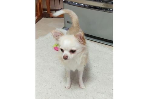 販売中のチワワ(ロングコート)の親犬