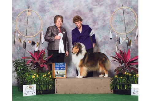 販売中のラフコリーの親犬
