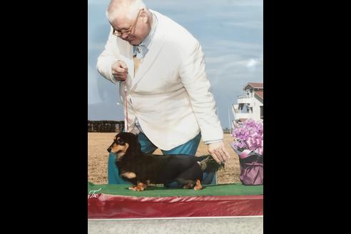 販売中のカニンヘンダックスフンド(ロングヘアード)の親犬