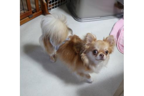 販売中のチワワ(ロングコート)の親犬