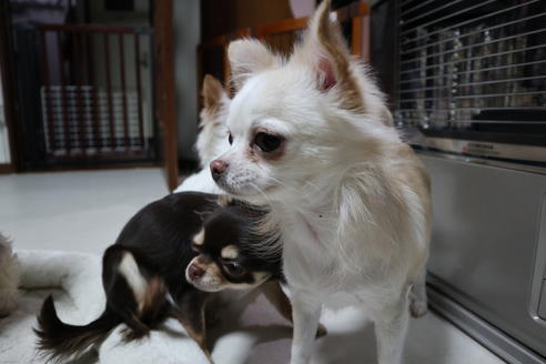 販売中のチワワ(ロングコート)の親犬
