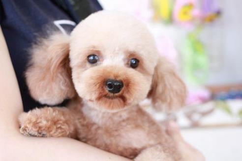 販売中のトイプードルの親犬