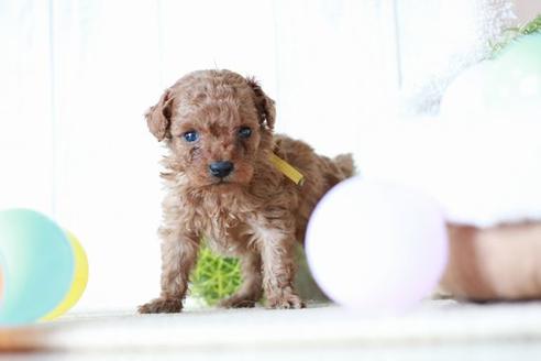 販売中のトイプードルの親犬
