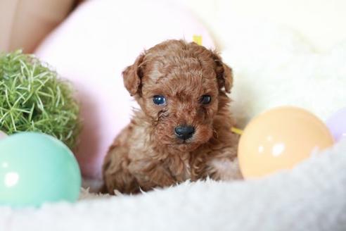 販売中のトイプードルの親犬