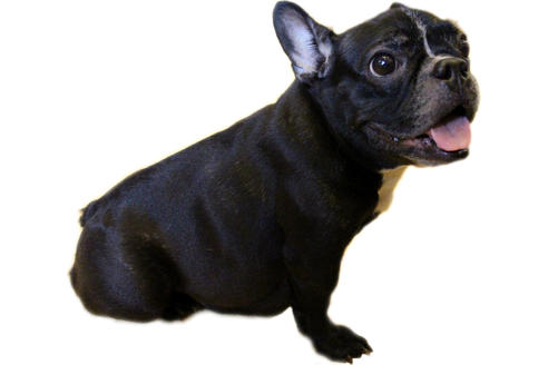 販売中のフレンチブルドッグの親犬