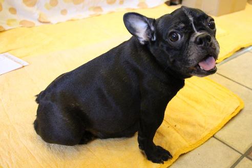 販売中のフレンチブルドッグの親犬