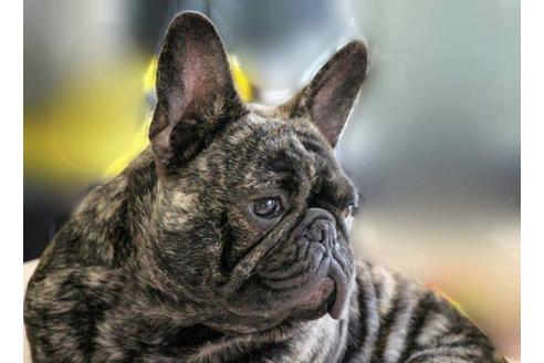 販売中のフレンチブルドッグの親犬