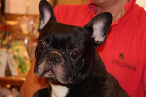 販売中のフレンチブルドッグの親犬