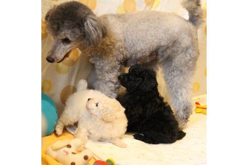 販売中のトイプードルの親犬
