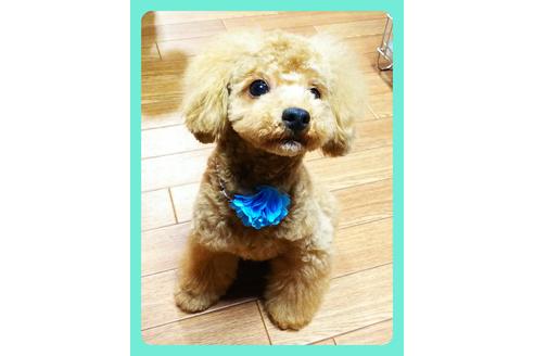 販売中のタイニープードルの親犬