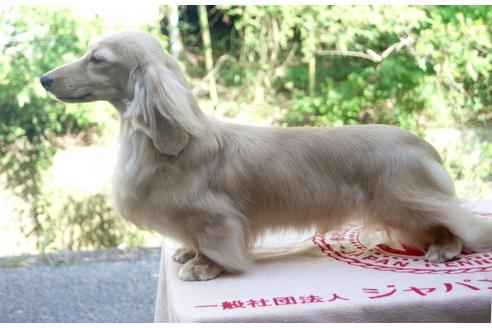 販売中のミニチュアダックスフンド(ロングヘアード)の親犬